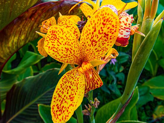 A close-up of vibrant yellow flowers with red speckles, surrounded by lush green foliage.