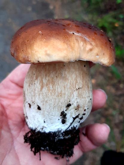 A perfect small boletus edulis mushroom in my hand.
