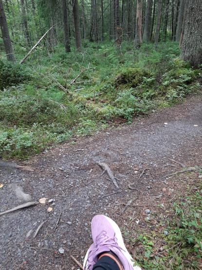 Sitting on a tree trunk in the forest. My pink sneakers are visible in the picture, legs crossed.