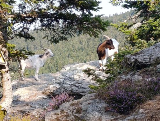 Deux chèvres qui regardent sur la droite de l'image dans un cadre naturel, sur un rocher entouré de végétation.