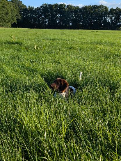 Hund versteckt im Gras