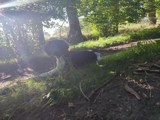 Liegender Hund