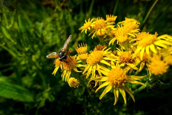 hoverfly on yellow ragwort flowers