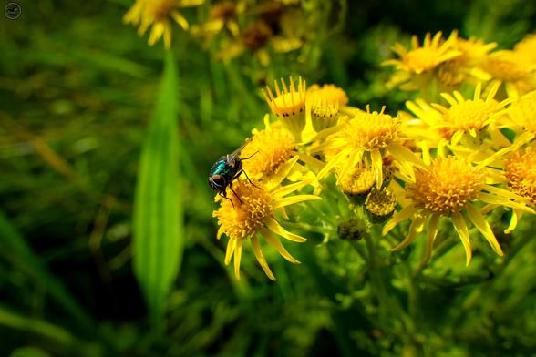 green bottle fly on yellow ragwort flowers