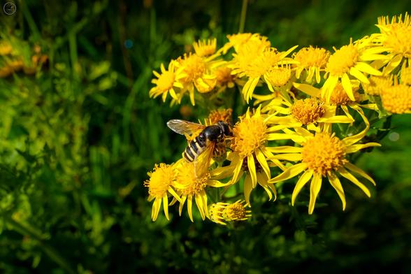 hoverfly on yellow ragwort flowers