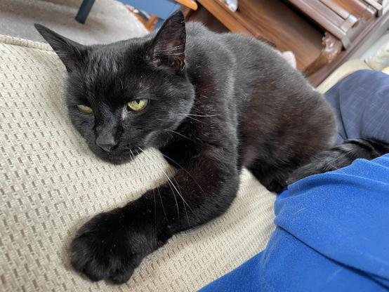 A black cat lies on a beige couch