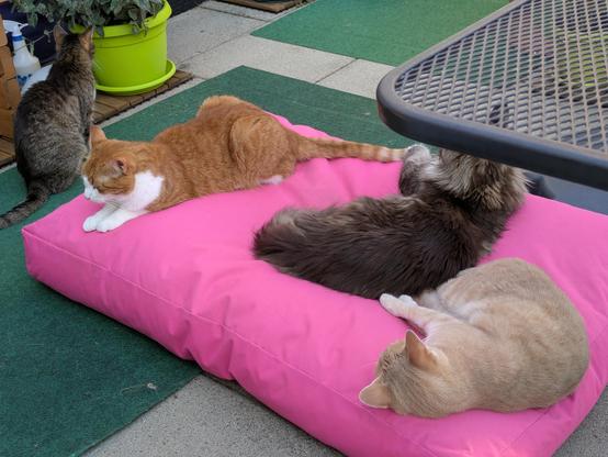 Three cats arrayed on a big pink cushion, a black tabby with white Maine Coon between red tabby with white cat and a ginger tabby cat with a grey tabby cat sitting with his back to the camera but next to the cushion. A lime green pot is visible and the edge of a wire frame table.