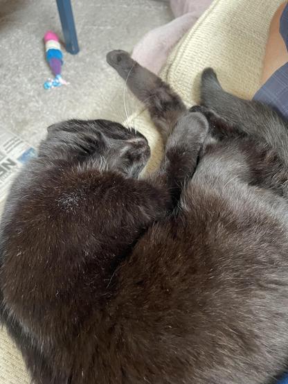 A black cat is curled up