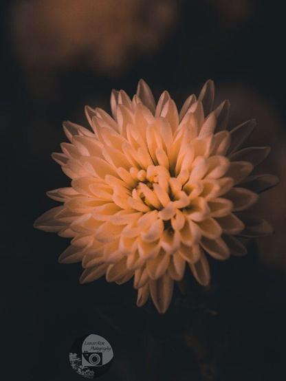 a macro photo taken and edited by rayne. on a dark background is a brilliant white chrysanthemum with many layered pointy petals emerging from a curled-in center. there's a sepia-like filter on top giving the flower a creamy golden hue