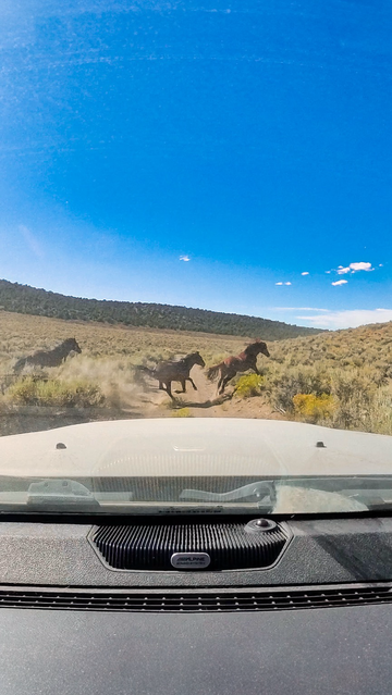 View from a truck on the Pony Express Trail in Nevada as a group of wild horses runs across the dusty dirt road. The horses kick up clouds of dust against a backdrop of sagebrush and distant hills under a clear blue sky.