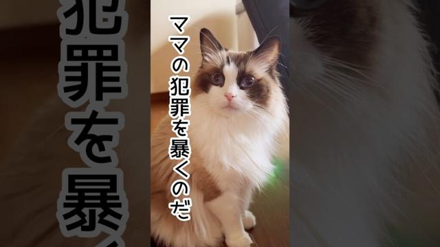 【繰り返されるママの犯罪】#猫 #猫のいる暮らし #替え歌 #ラグドール#shorts