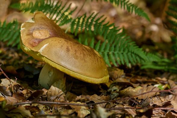A fairly large boletus mushroom against a backdrop of dry leaves and fern branches. The mushroom grows from the lower left part of the frame and its cap is slightly tilted to the right. The dry leaves and fern in the background are blurred.