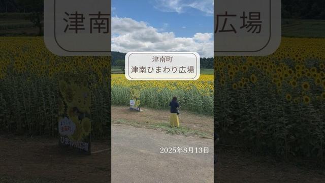 【ひまわり・津南町】津南ひまわり広場#津南町 ＃ひまわり #shorts