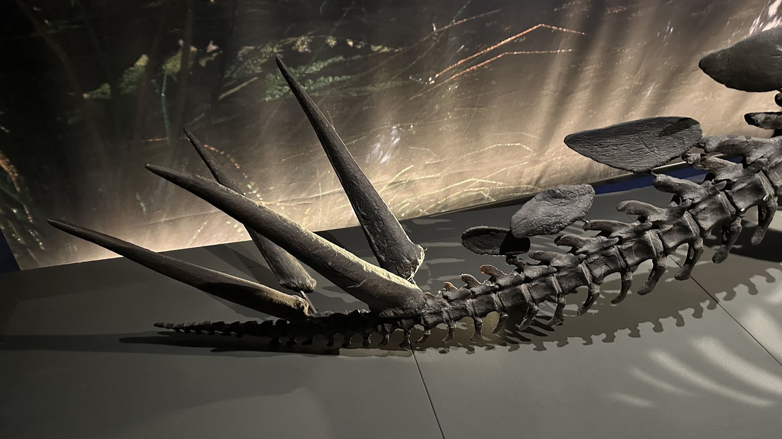 Skeleton of a stegosaurus with four spikes at the end of the tail