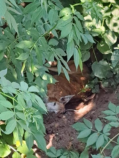 A brindle galgo espanol resting among dense green foliage, partially hidden from view. The dog is lying on the ground, surrounded by various leaves and plants, creating a natural camouflage.
