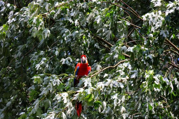 A striking scarlet macaw with its vibrant red, yellow, and blue plumage perched on a branch in the middle of a leafy green tree. The bird is looking directly ahead with its beak slightly open, its bright colours a vivid contrast to the sun-dappled green leaves and dark branches that surround it. The macaw is positioned in the centre of the frame, with its long tail feathers hanging down below the branch.