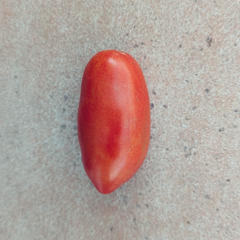 Eine Datteltomate, gerade vom Strauch gepflückt.