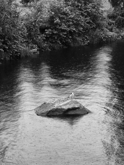 Black-and-white photo of a bird perched on a rock in a gentle river, surrounded by lush vegetation. The water ripples gently around the rock, with rain leaving its own ripples on the water.