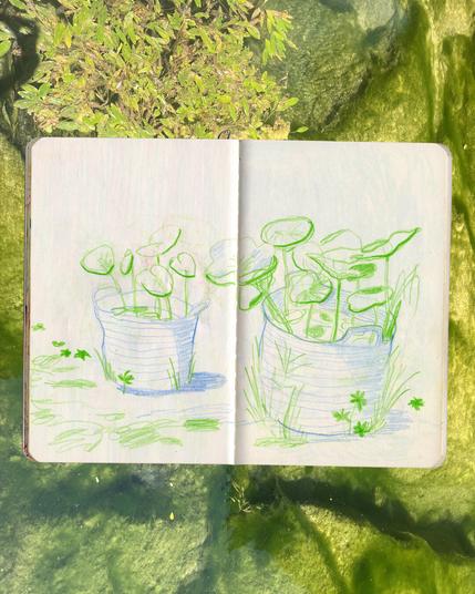 carnet de croquis nénuphars dans des petites bassines