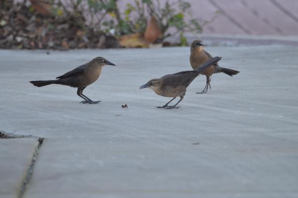 Three female grackles foraging in a shopping mall parking lot in Sacramento, California