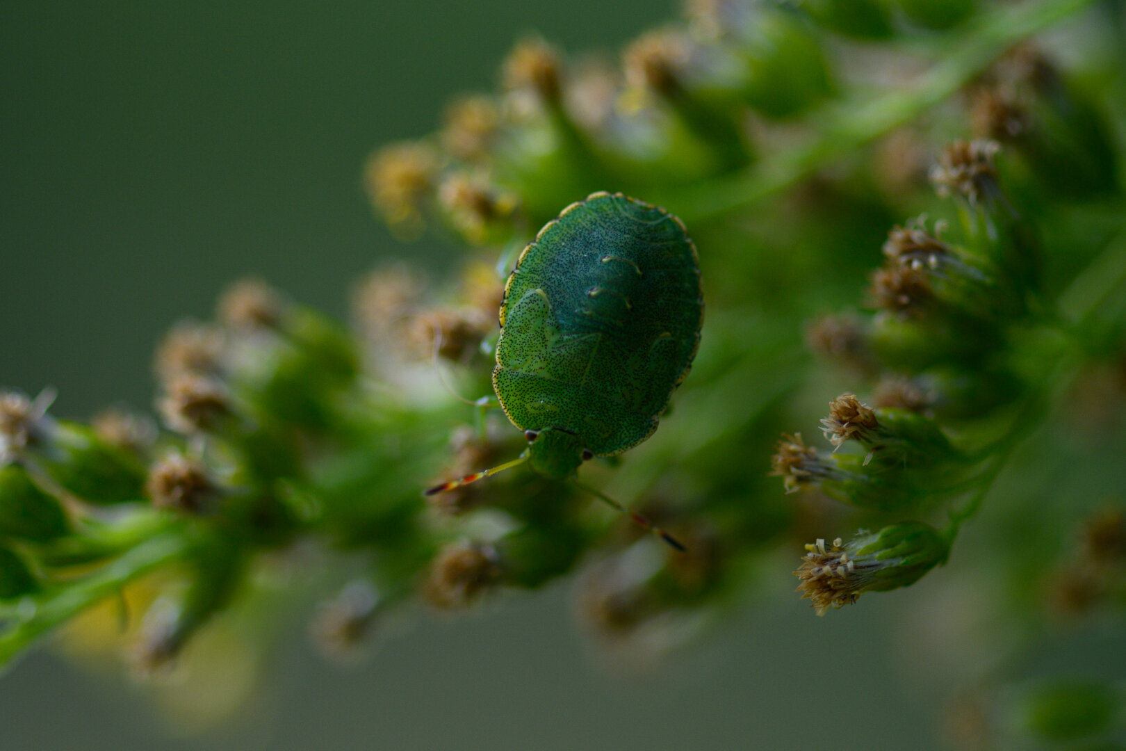A macro photograph of a green bug sitting on a cluster of wilted flowers. the plant consist of many rows of flowers, most of which have totally wilted. The plant is mostly out of focus. The bug is in the middle of the image, its shield facing the camera and head down. The shape of the bug is quite flat, with a slightly convex green shiled, full of small black dots ant a yellow rim. From the head come two antennae, mostly greenish but a couple of red spots and dark tips. The background is completely out of focus and a uniform, light bluish green.