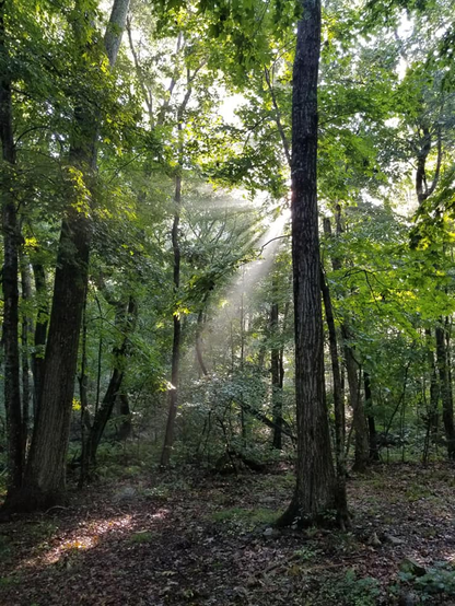 A heavily wooded area on a foggy August morning, with the sun streaming through an opening in the mixed hardwood's green, leafy trees. There are still last falls leaves on the ground. In the background there are a few slanted trees and one slender tree that has fallen over.