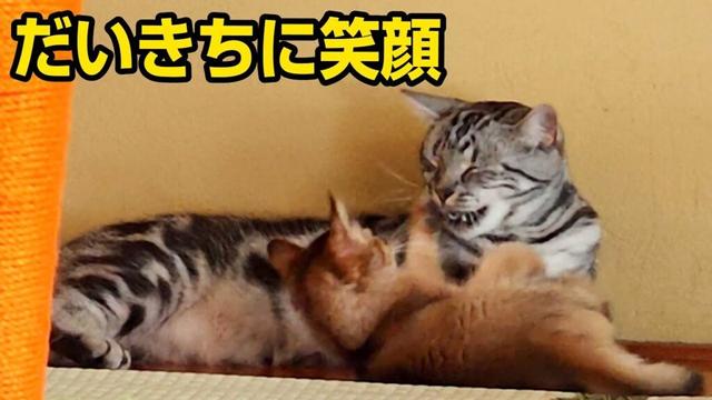 迎え入れた子猫に兄猫の面影を感じる弟猫。