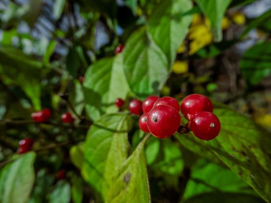 Close-up photograph of several round, glossy red berries clustered together on a branch with serrated green leaves. The berries appear ripe and shiny, with additional berries visible in the blurred background among dense green foliage.