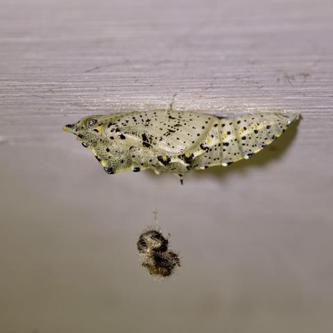 Pupa of Large White Butterfly