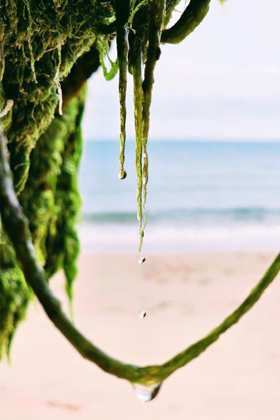 A close-up, vertical shot of green, mossy strands hanging down in the foreground. Water droplets are falling from the strands, with a single drop hitting a lower strand and another hanging in the air. The background is a soft-focus beach scene with light pink sand, a calm blue sea, and a pale sky. The mood is tranquil and serene.