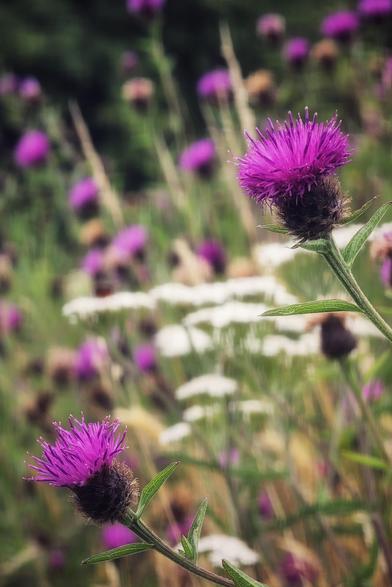 A close-up shot of two vibrant purple thistles standing out against a soft-focus background of green grasses and smaller white flowers. The top thistle is in sharp focus, showing its spiky, layered petals and a textured stem. The second thistle, in the foreground, is slightly out of focus, adding a sense of depth to the scene. The overall mood is peaceful and natural, highlighting the beauty of the wildflowers in their habitat.