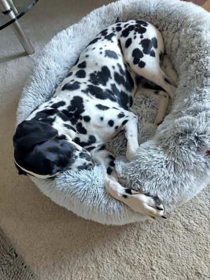 Bonnie liegt in ihrer "Wolke" auf dem Teppich auf der Seite und schläft. Die Nase ist in die Seitenwand des Flauschs gedrückt und eine Pfote lässt man elegant ein wenig über den Rand hinaus hängen...