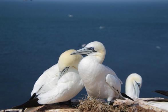 Nahaufnahme: Ein Pärchen Basstölpel steht nahe aneinander gekuschelt oben an der Klippe, ein Partner putzt sich, der andere döst, im Hintergrund blaues Meer und blauer Himmel