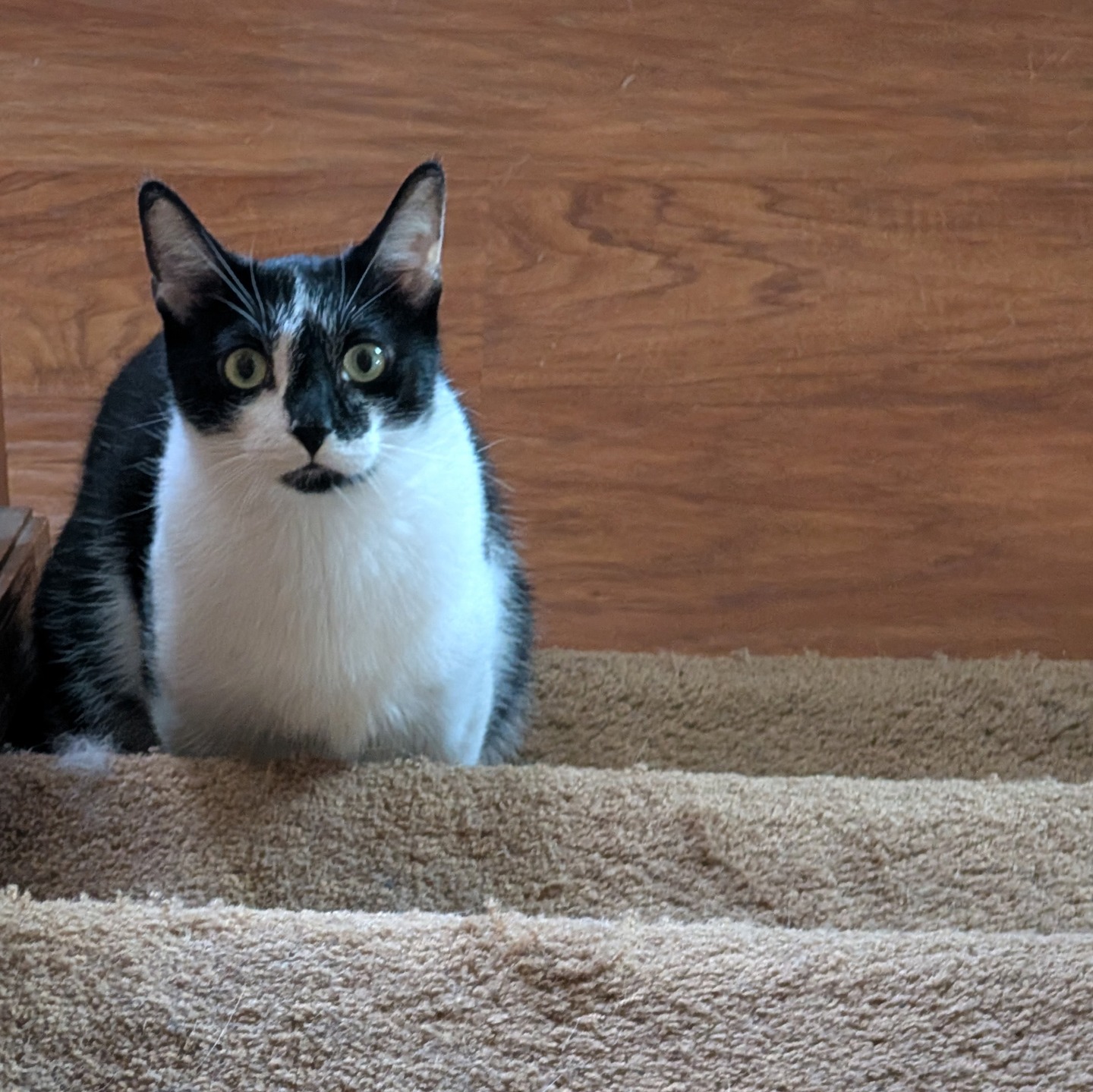 Smudge the cat, looking up at me from the stairs
