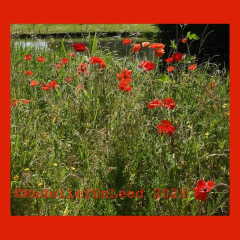 Veld met rood/oranje papaver.