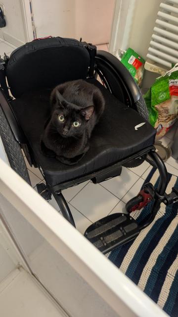 Photo de mon fauteuil roulant depuis ma douche. Un chat noir est allongé sur l'assise et regarde l'air de dire "ben quoi ?".
Derrière le fauteuil roulant, on voit des sacs de litière.
