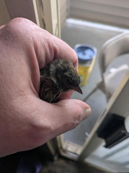 A photo of my left hand gently holding a small brown bird just inside the door to our apartment lanai