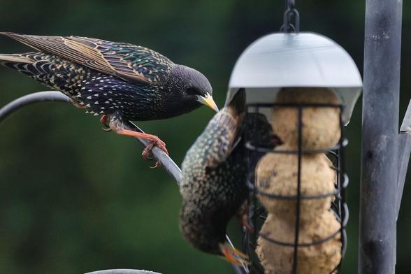 This is a European Starling (Sturnus vulgaris). The photo shows two iridescent starlings on a feeder setup; one perched on the hanger, the other upside-down feeding from a fat ball cage. #europeanstarling #bird #lukehaigh #photography #canon #photo