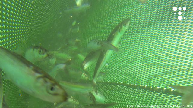 Mehrere Heringe in einem Fischernetz unter Wasser.