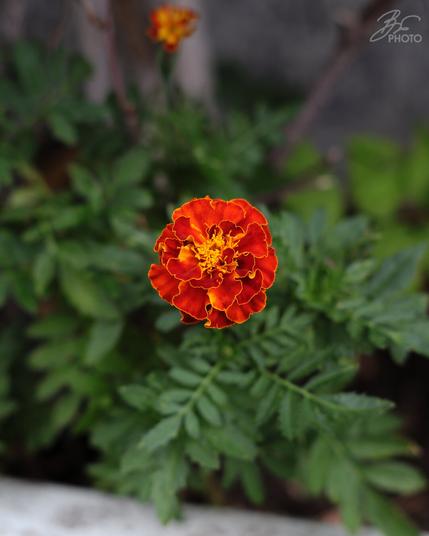 Tagetes Focus