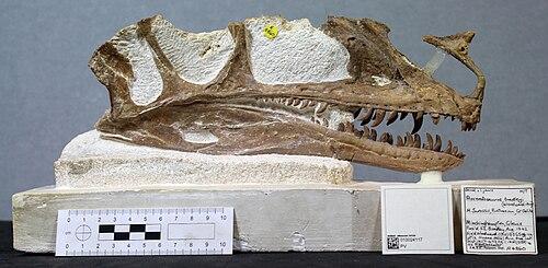 Holotype skull of Proceratosaurus, side-on view