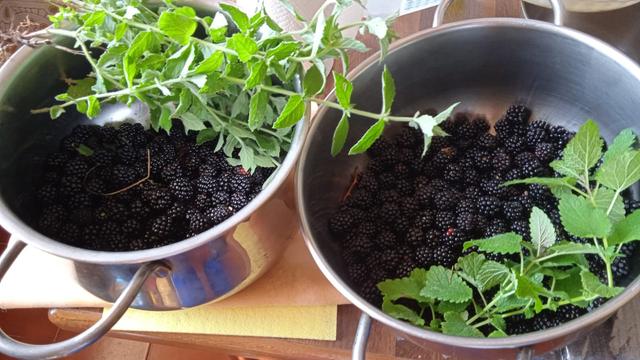 Two pots side by side. The one to the left contains blackberries and mint, the one to the right contains blackberries and nettle.