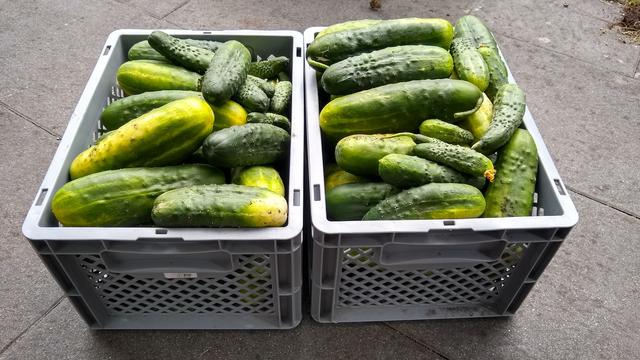 2 euroboxes full of large gherkins