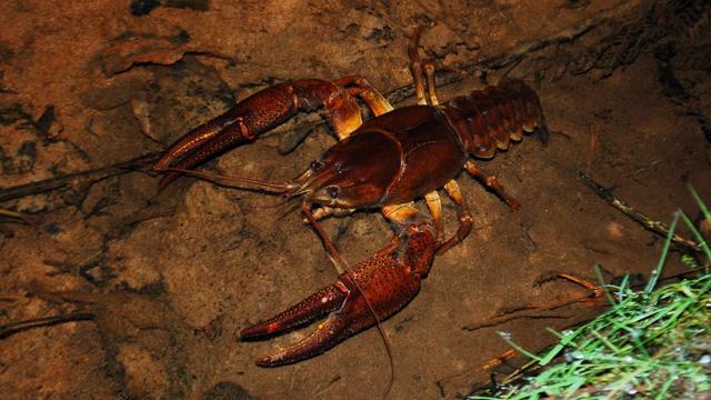 Edelkrebse verstecken sich tagsüber an Uferböschungen, z.B. unter Steinen und Wurzeln. Foto: Sascha Schleich