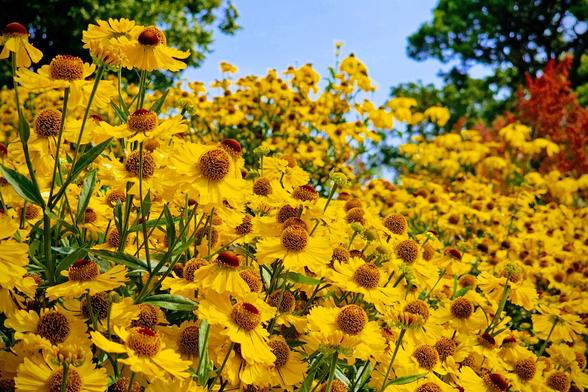 A vibrant, close-up shot of numerous yellow flowers with brown centres, likely sneezeweed, filling the entire frame. The flowers are in full bloom under a bright blue sky, with a few green and red-leaved trees visible in the background. The lighting is bright, creating a cheerful and summery mood.