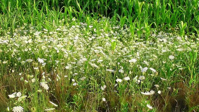 Queen Anne's Lace putting a quite a show with field corn in the background.