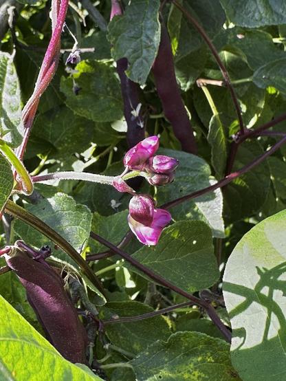 Nahaufnahme von rosafarbenen Blüten und violetten Bohnenschoten zwischen grünen Blättern, die ein lebendiges Pflanzenwachstum zeigen.