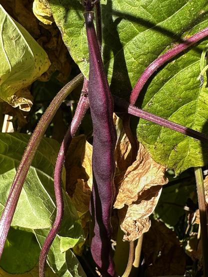 Eine Nahaufnahme einer violetten Bohnenschote, umgeben von grünen und getrockneten Blättern. Die Schote ist schlank und glatt und hebt sich in ihrer leuchtenden Farbe von den Blättern ab.
