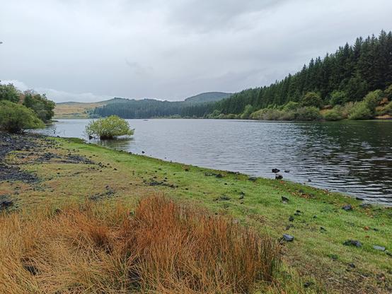 Vue d'un autre lac (Montcineyre) avec au bord des joncs orangés, de la mousse verte et des pierres noires. L'eau est sombre, des feuillus et des sapins bordent la rive opposée et au loin, des collines et des reliefs. Le ciel est gris, nuageux mais lumineux.