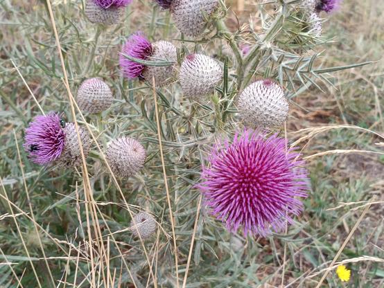 Vue de près de fleurs de chardons de couleur rose fuschia, dont l'une est bien éclose au premier plan et d'autres sont encore fermées. De la végétation en broussaille autour des tiges.
